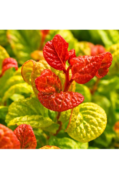 Леукотоє аксіляріс Curly Red молодий приріст